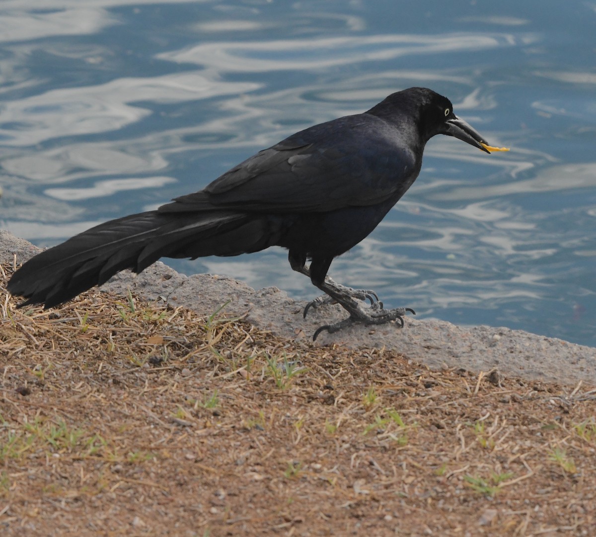 Great-tailed Grackle - ML509795311