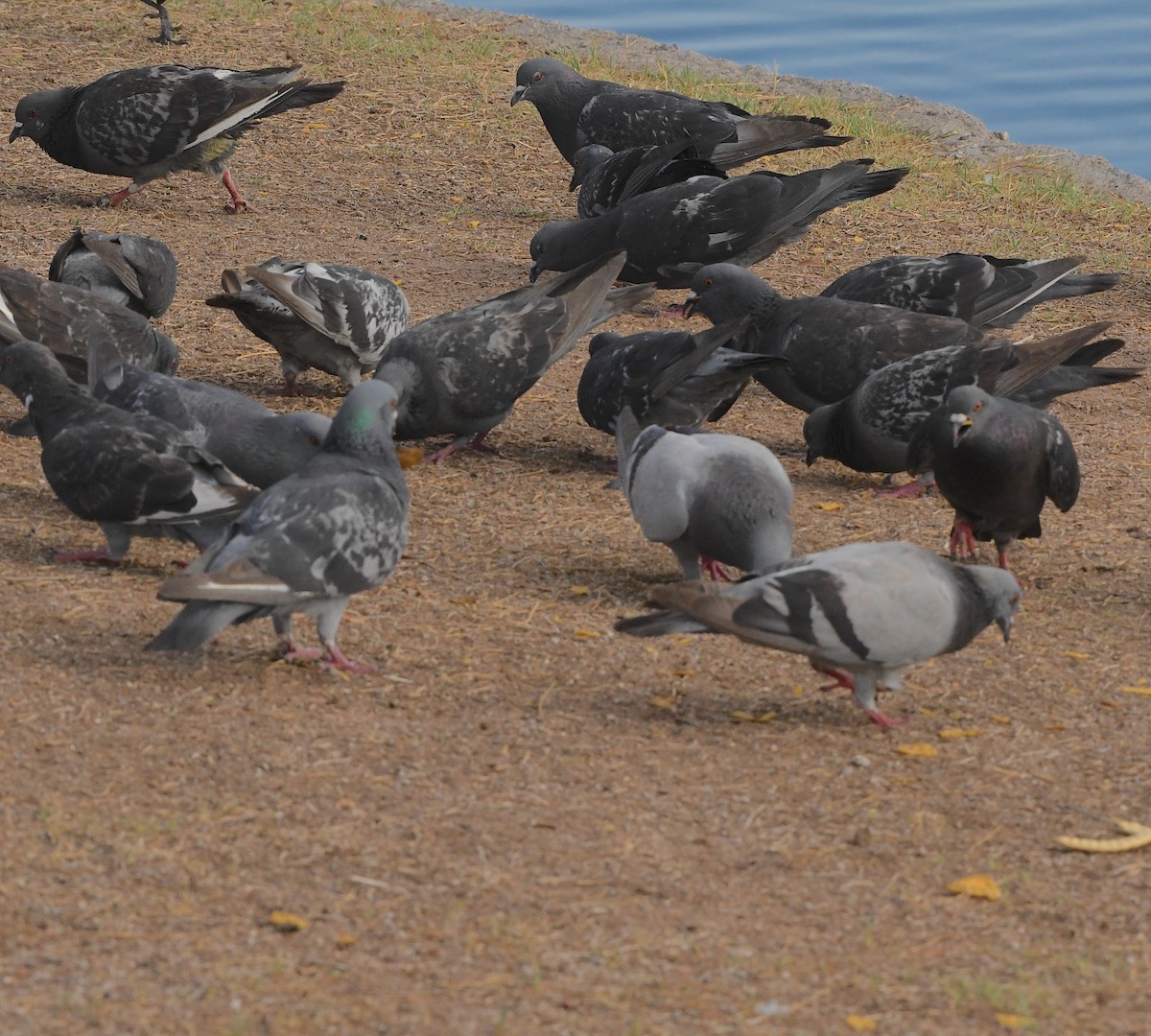 Rock Pigeon (Feral Pigeon) - ML509795781