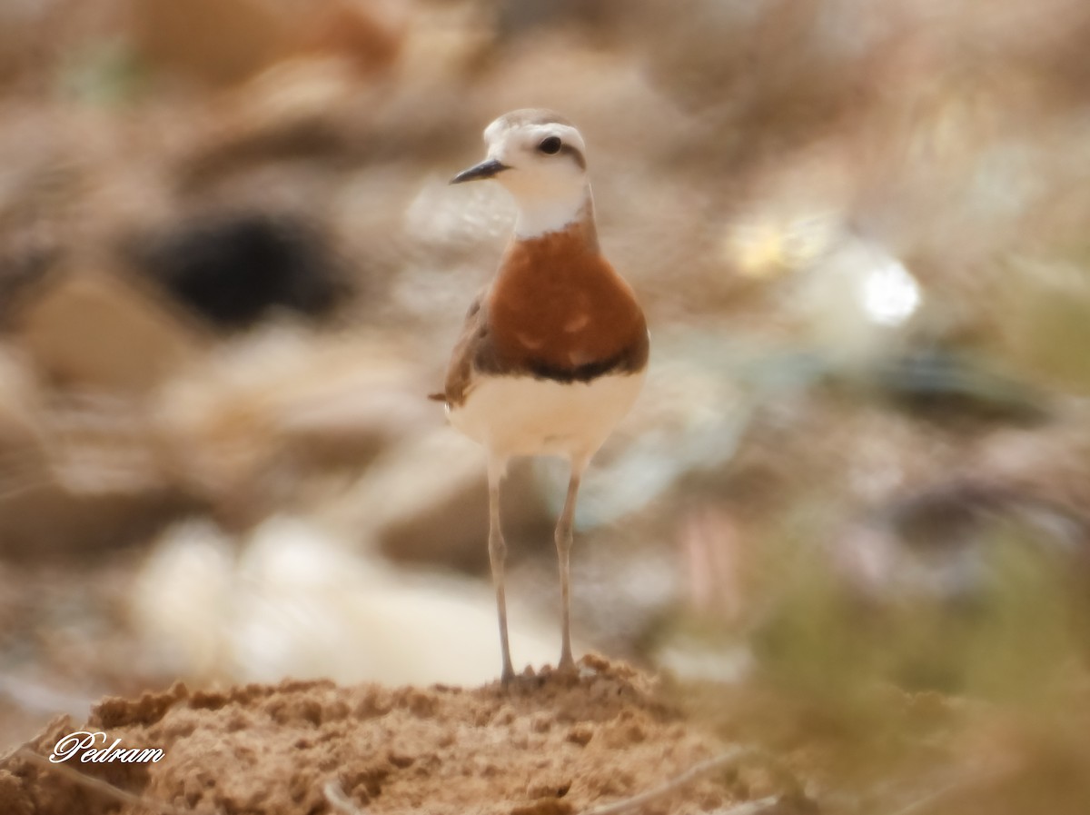 Caspian Plover - Pedram Khalili