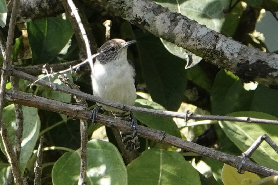 Gray-mantled Wren - Gladys Wigg