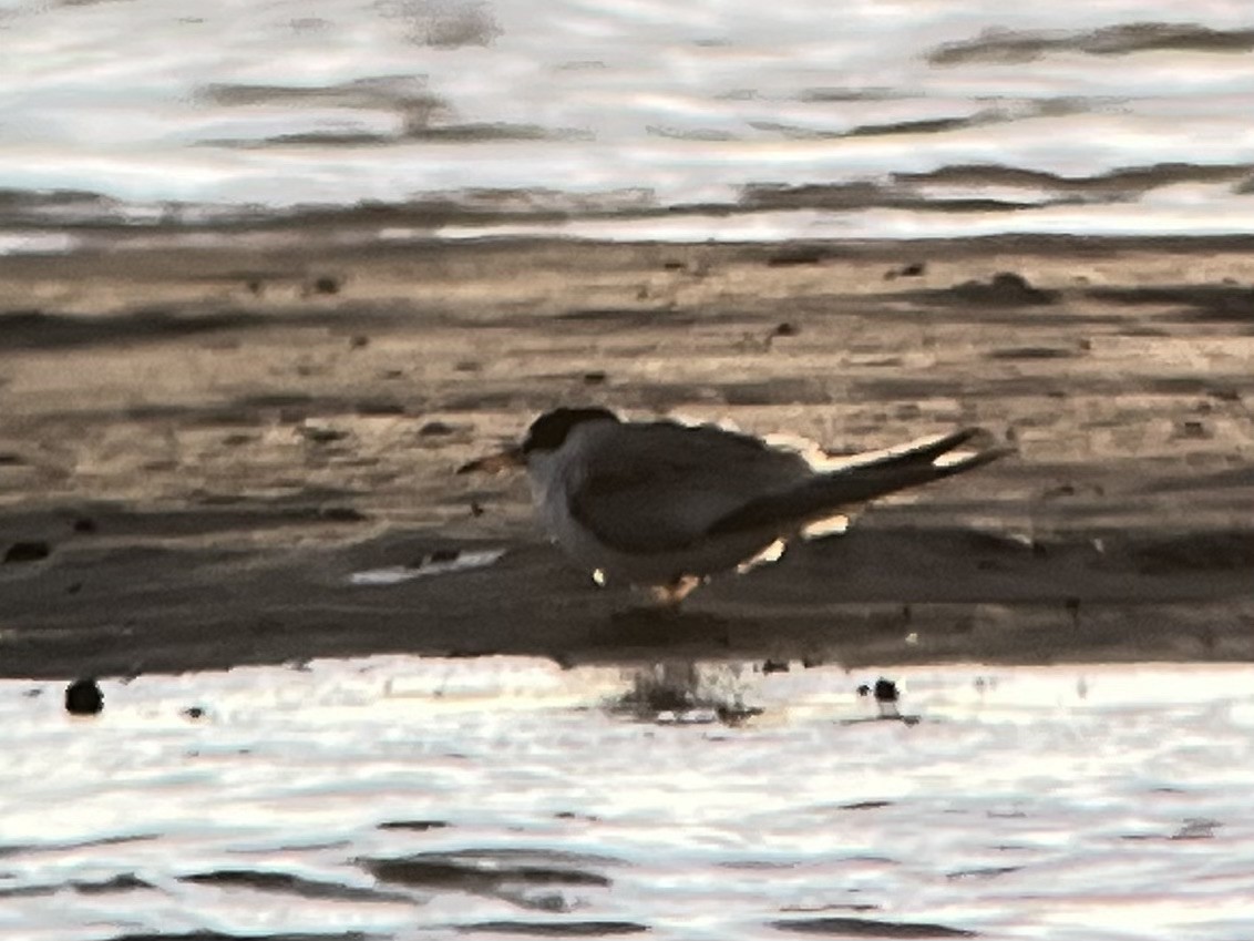 Least Tern - ML509796331