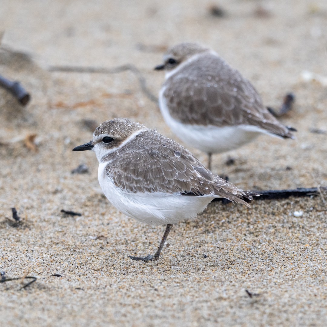 Snowy Plover - ML509796731