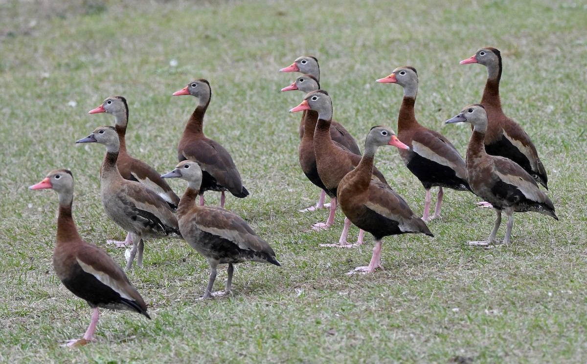 Black-bellied Whistling-Duck - ML509797201