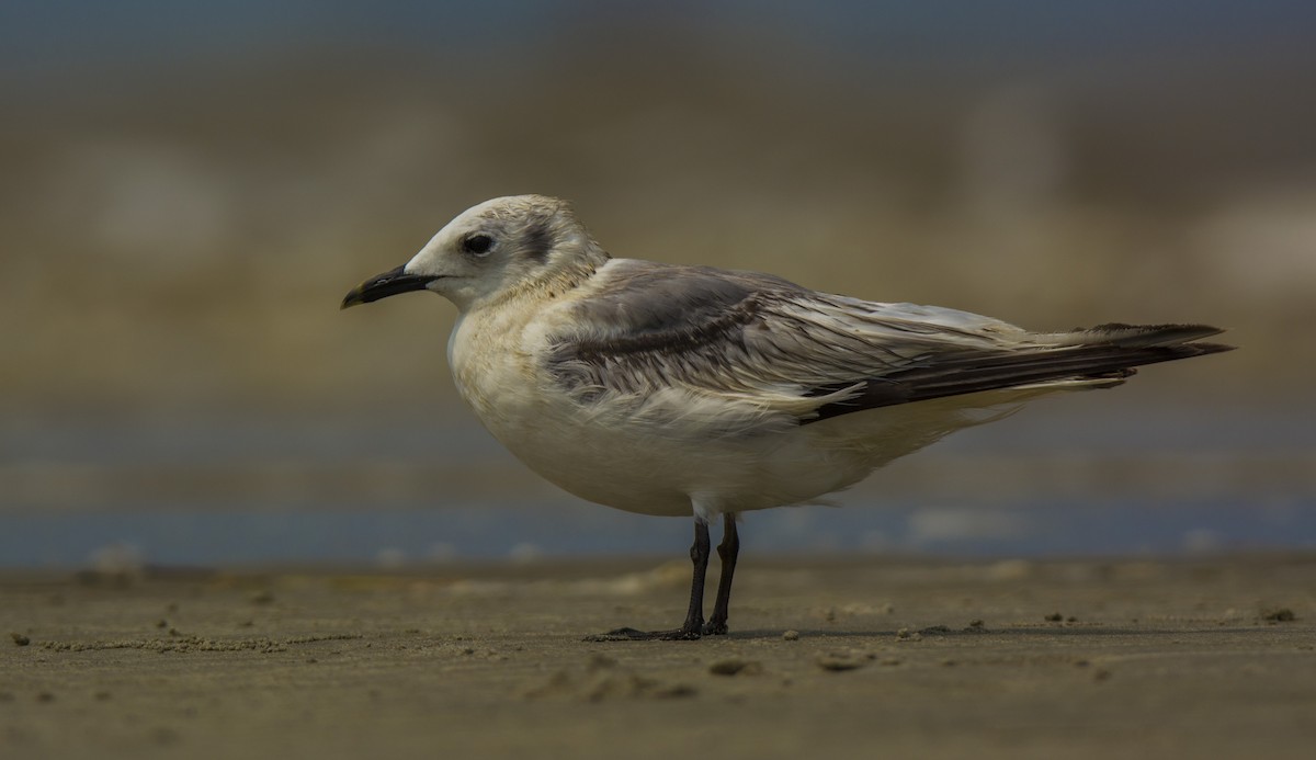 Gaviota Tridáctila - ML509797631