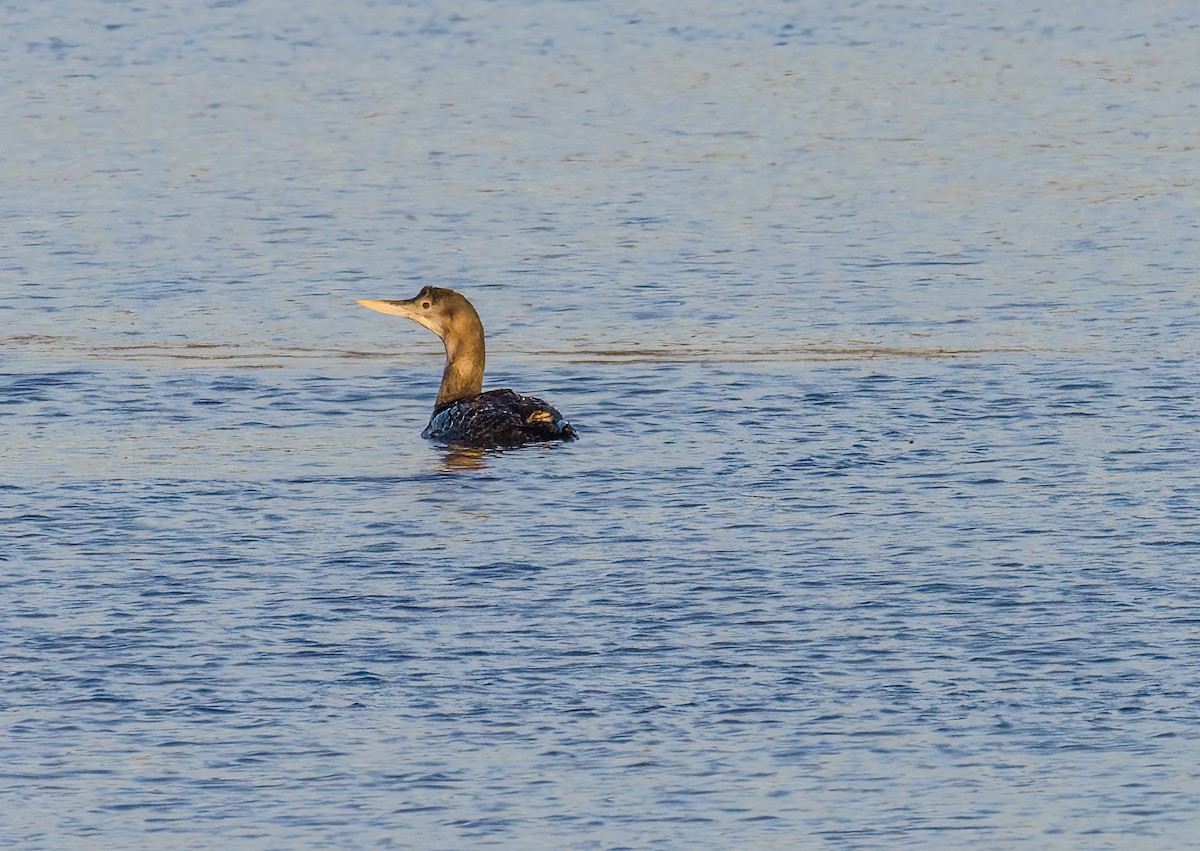 Yellow-billed Loon - Tom Gilde