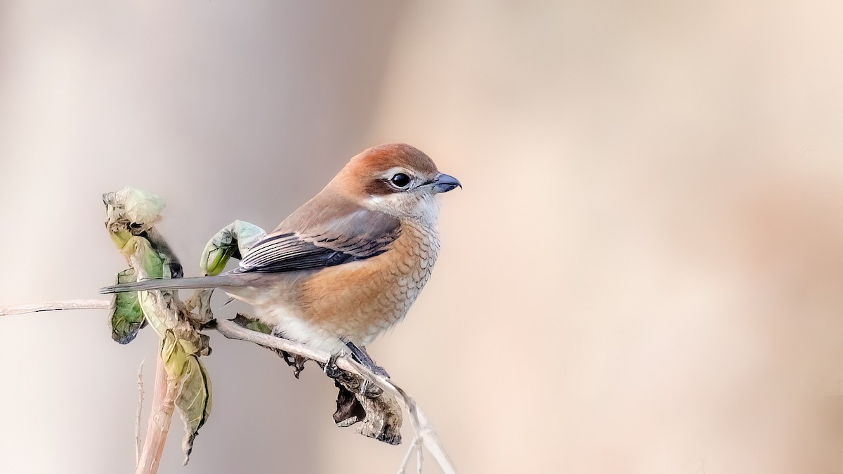 Bull-headed Shrike - John Clough