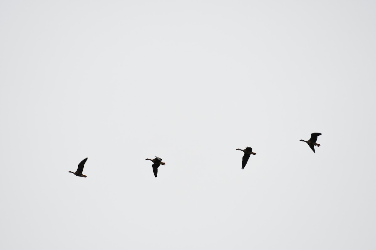 Greater White-fronted Goose - ML509798961