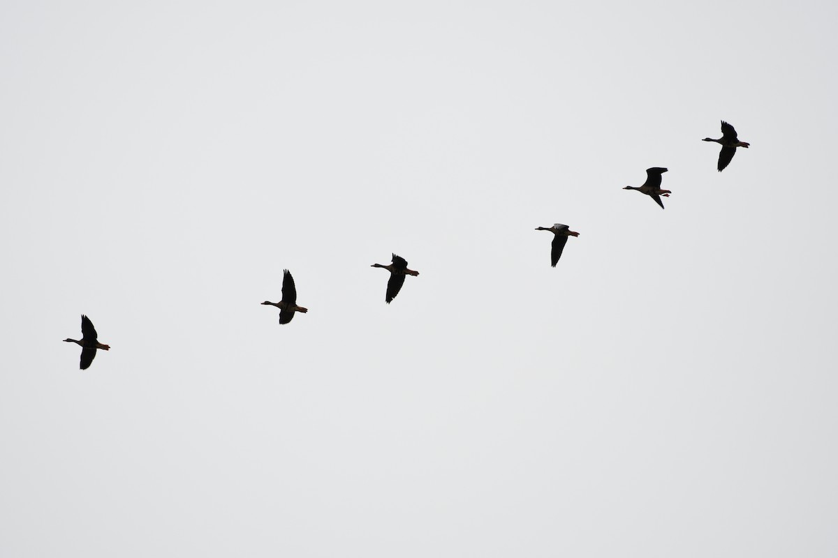 Greater White-fronted Goose - ML509798971