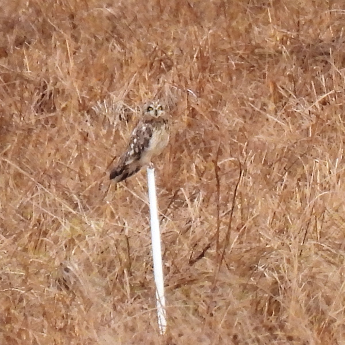 Short-eared Owl - ML509799531