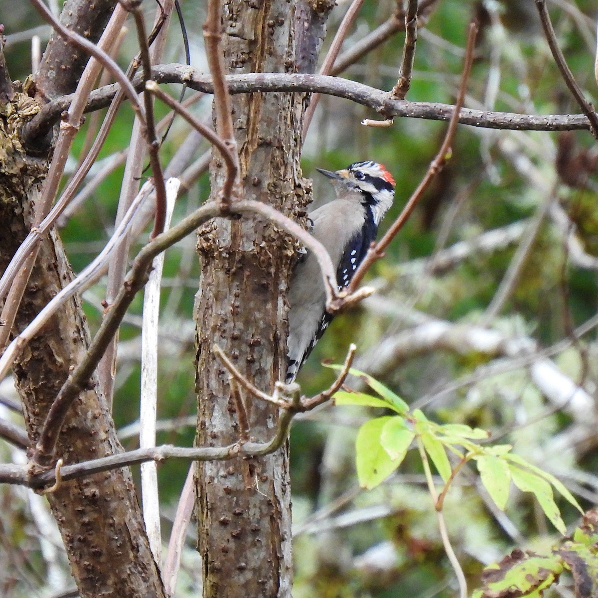 Downy Woodpecker - ML509800681