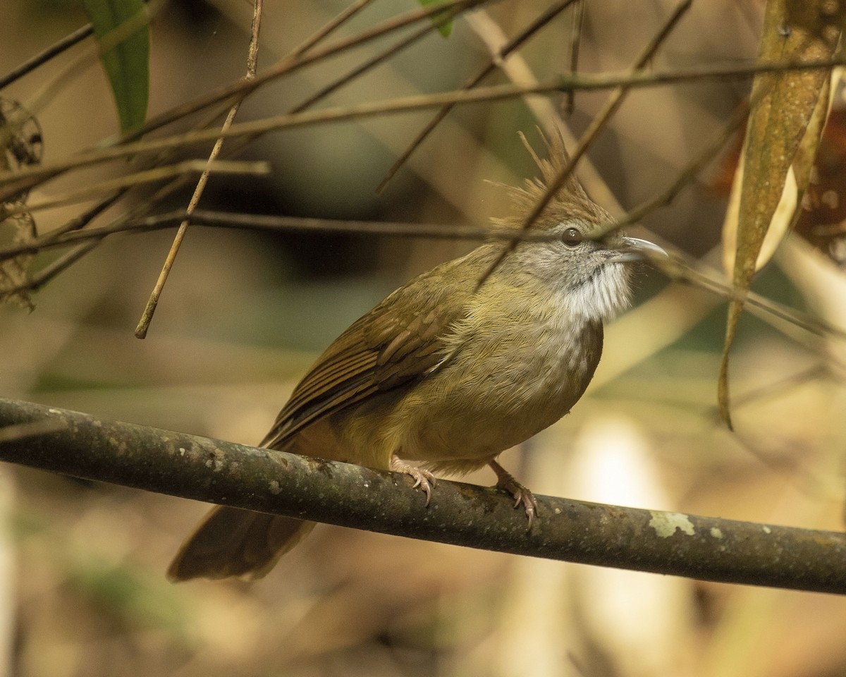 Puff-throated Bulbul - Paul Farrell