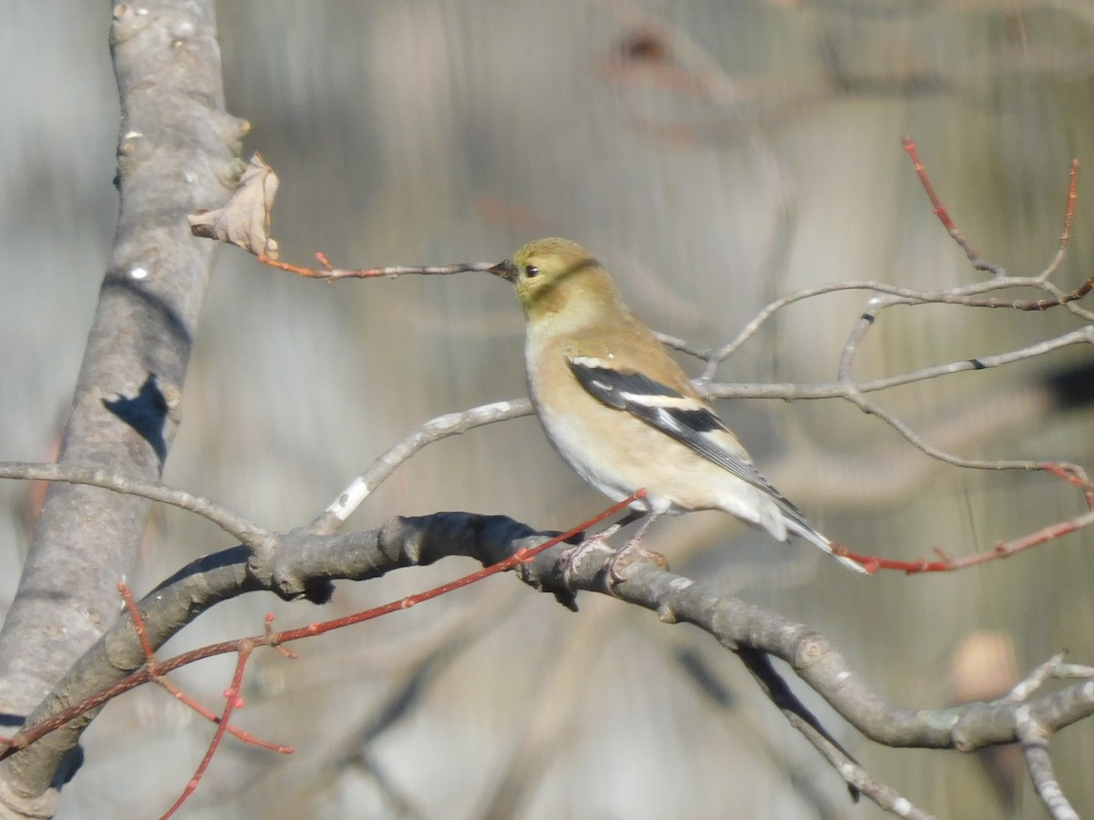 American Goldfinch - Eve Schultes-Ridge