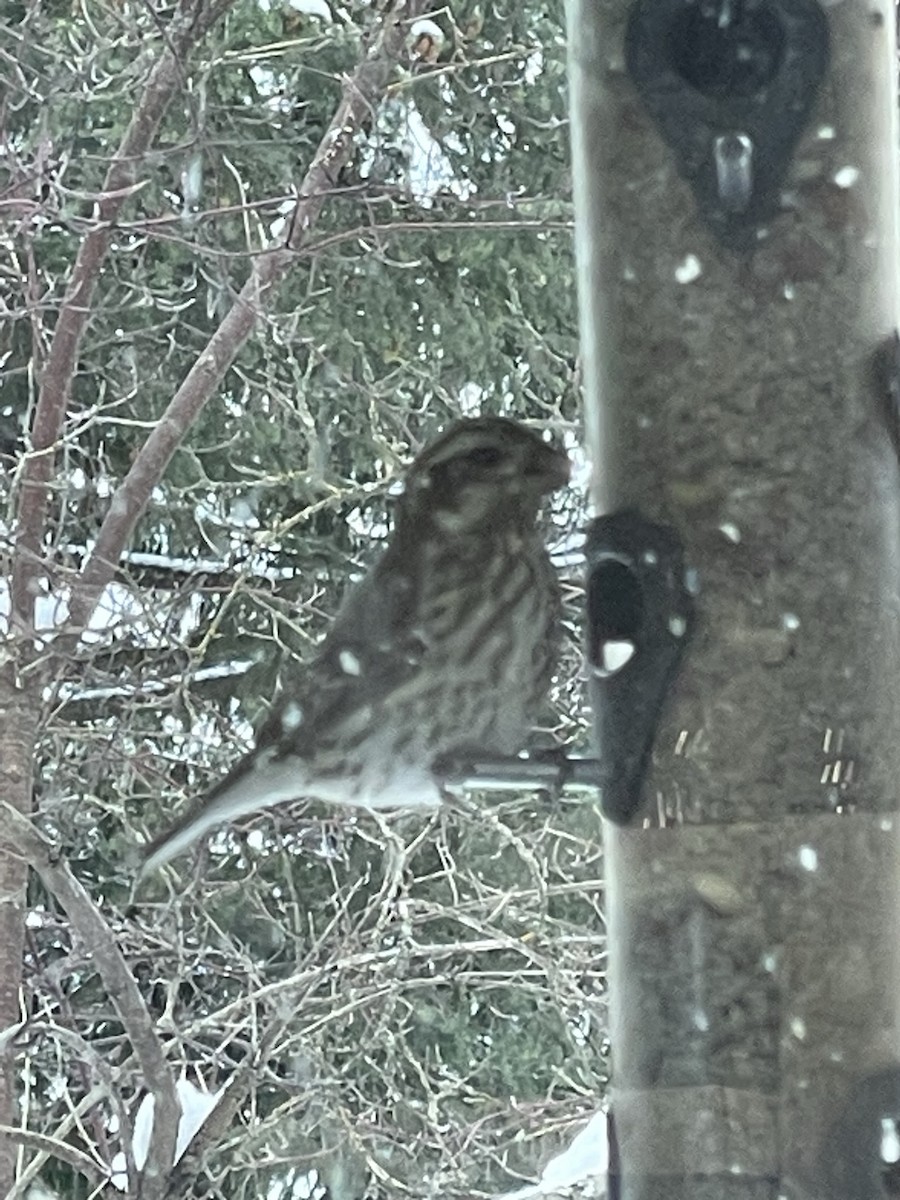 Purple Finch - ML509803311