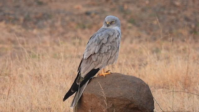 Montagu's Harrier - ML509804711