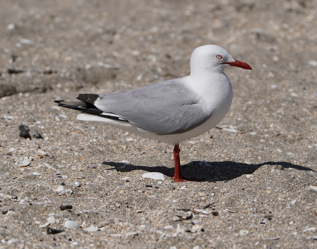Silver Gull (Red-billed) - ML509805901