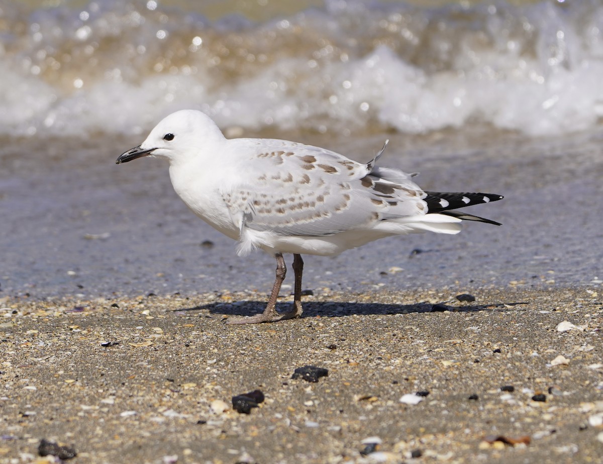 Silver Gull (Red-billed) - ML509805911