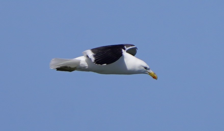 Kelp Gull - ML509805931