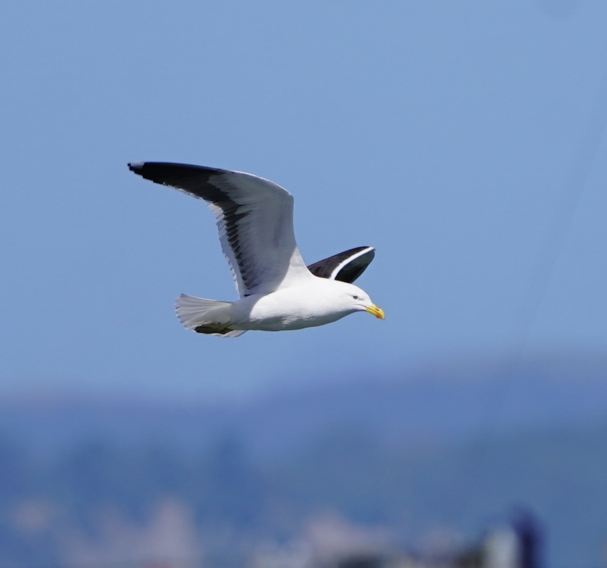 Kelp Gull - ML509805941