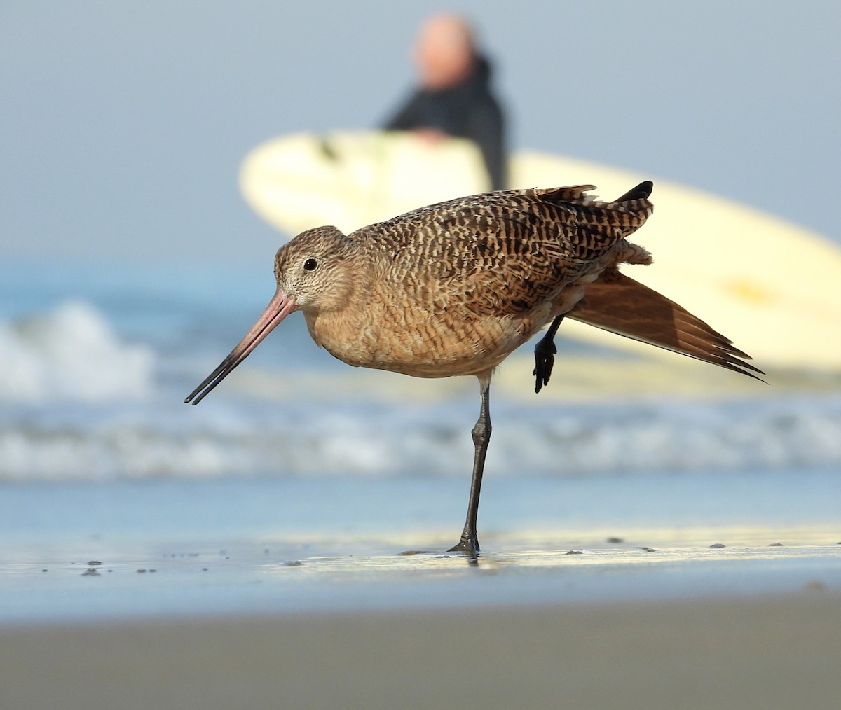 Marbled Godwit - Avo Stilt