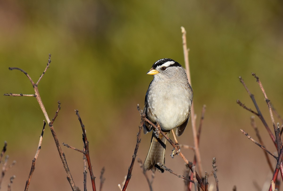 White-crowned Sparrow (nuttalli) - ML50980791