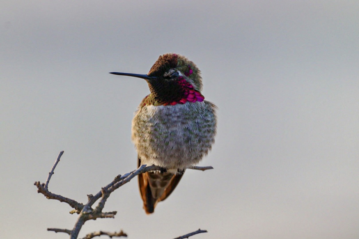 Anna's Hummingbird - ML509809331