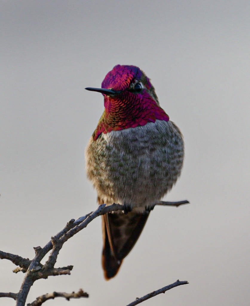 Anna's Hummingbird - ML509809341