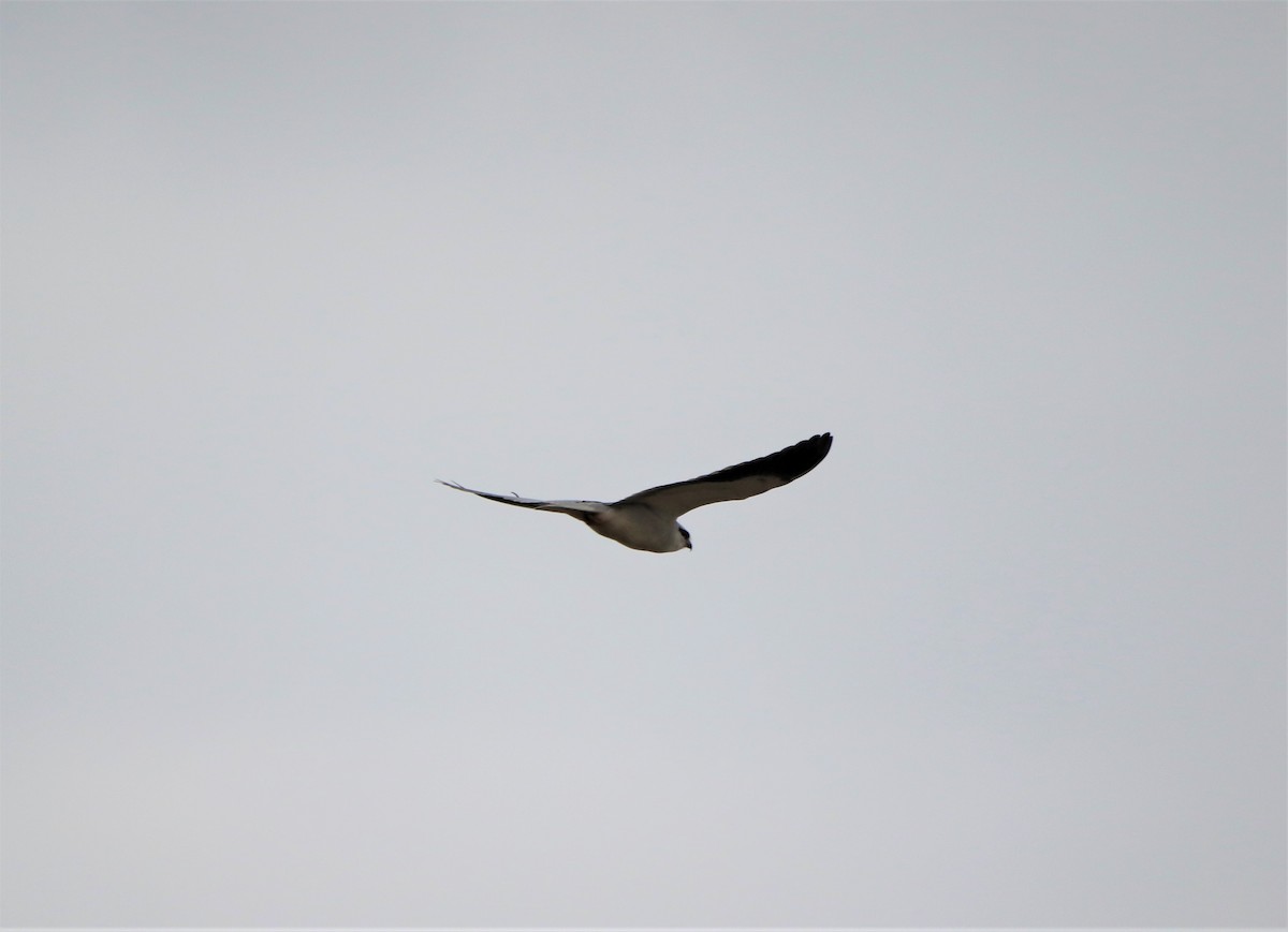 Black-winged Kite - ML509809901