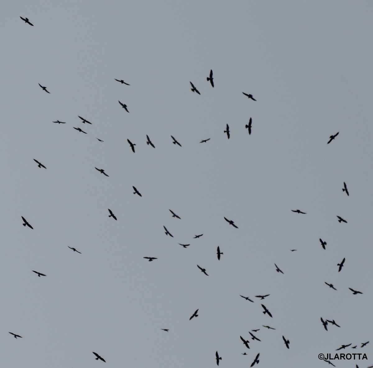 Mississippi Kite - ML50981031