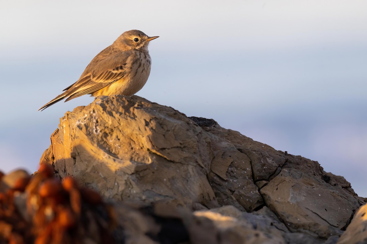 American Pipit - ML509810601