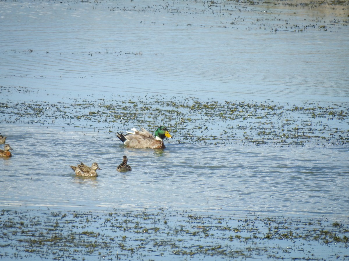 Mallard (Domestic type) - ML509811771