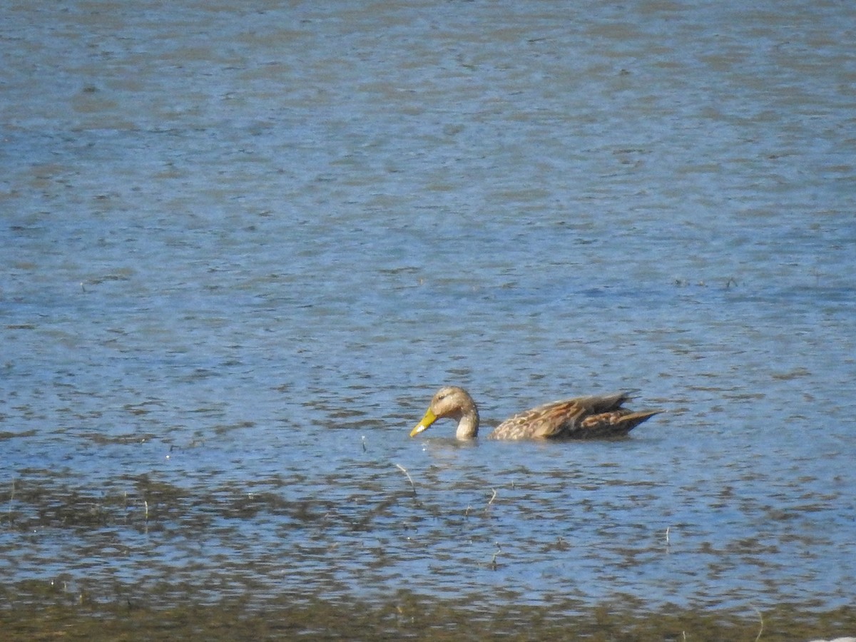 Mexican Duck - ML509811831