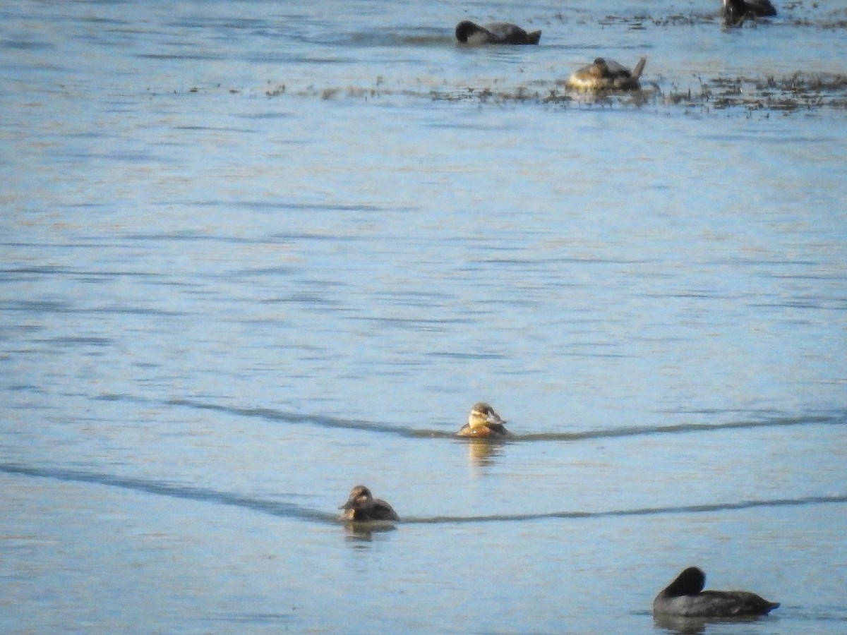 Ruddy Duck - ML509811921