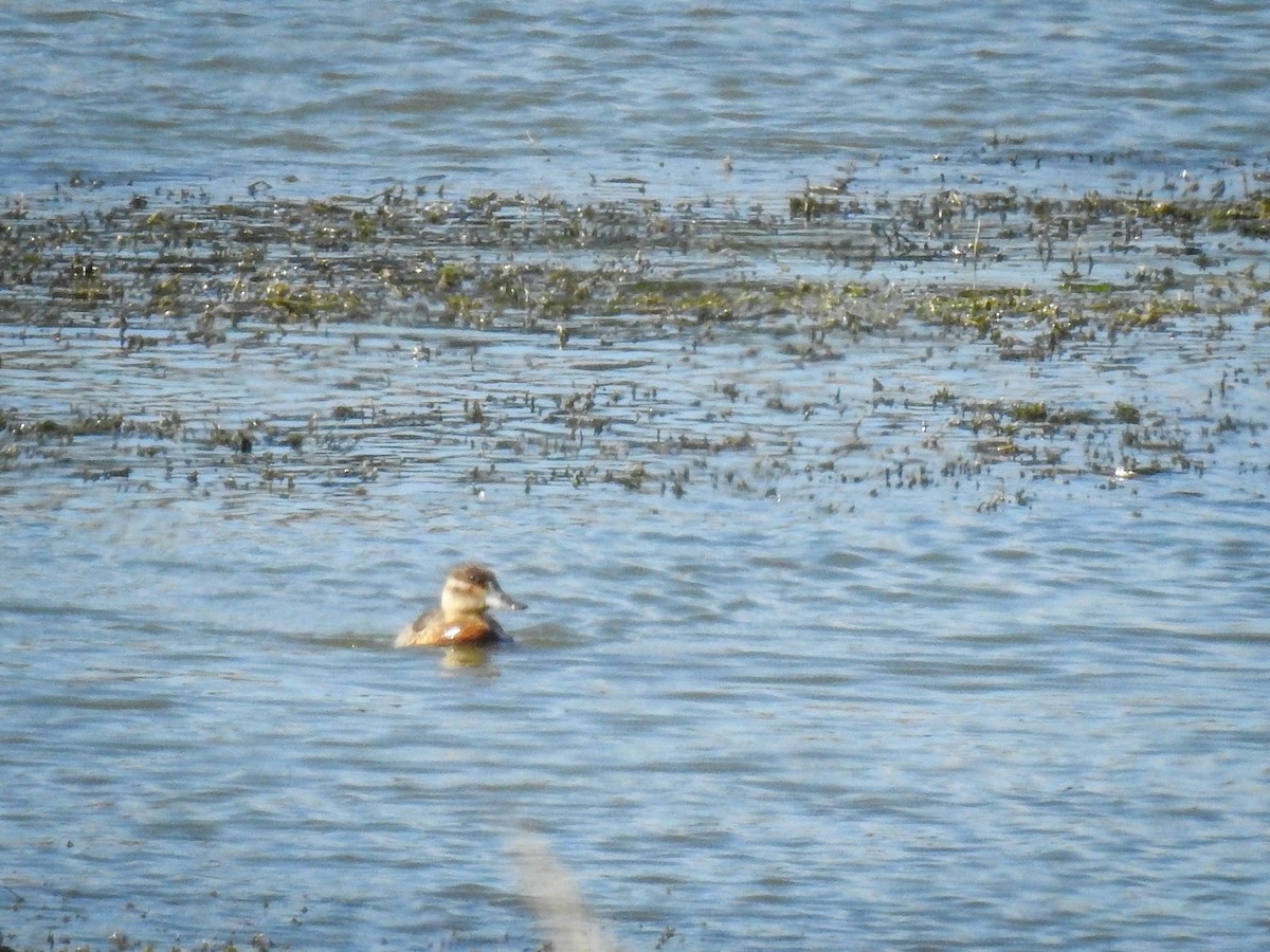 Ruddy Duck - ML509811931