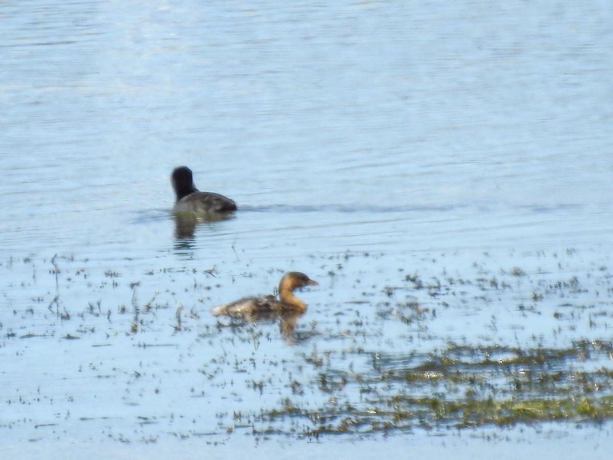 Pied-billed Grebe - ML509811981