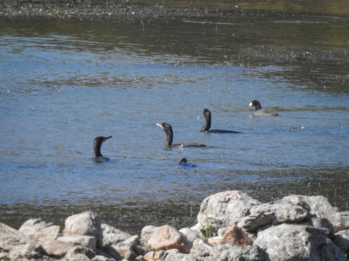 Neotropic Cormorant - ML509812171