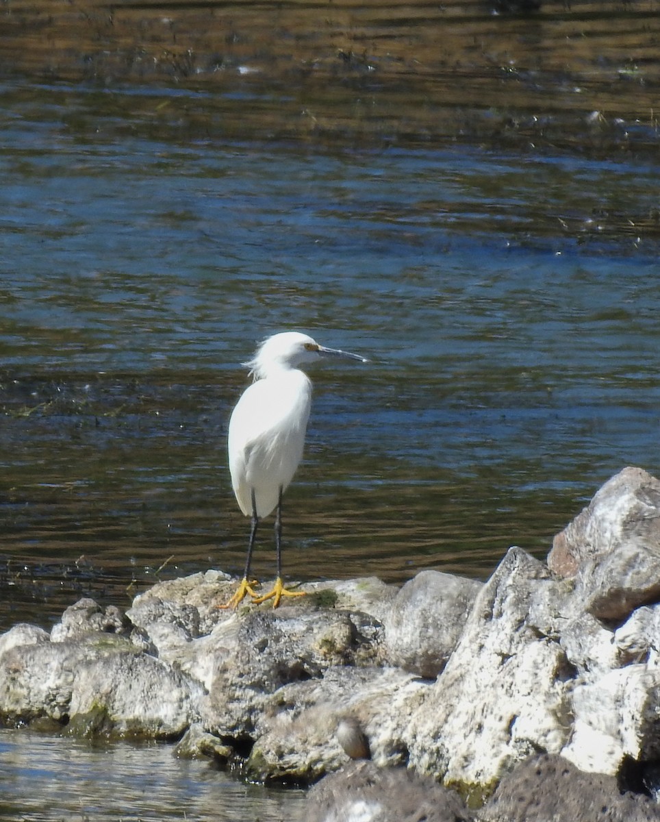 Snowy Egret - ML509812341