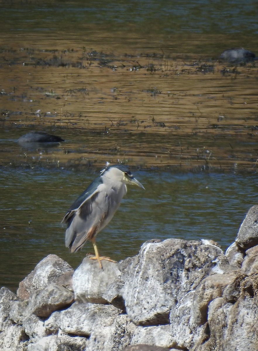 Black-crowned Night Heron - ML509812401