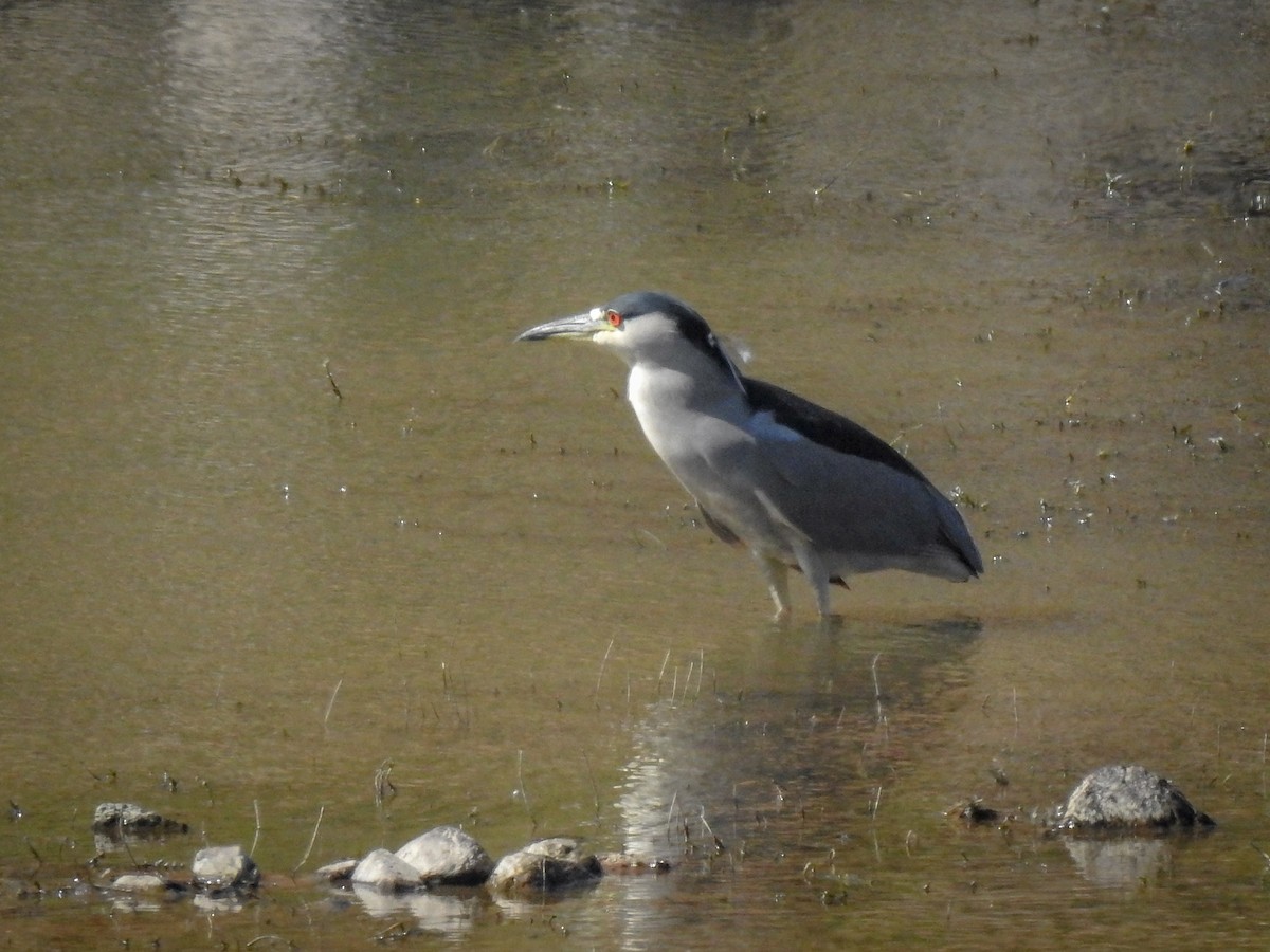 Black-crowned Night Heron - ML509812421