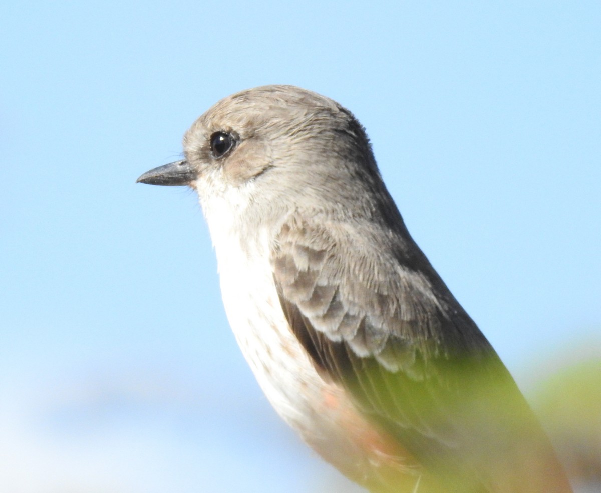 Vermilion Flycatcher - ML509812491