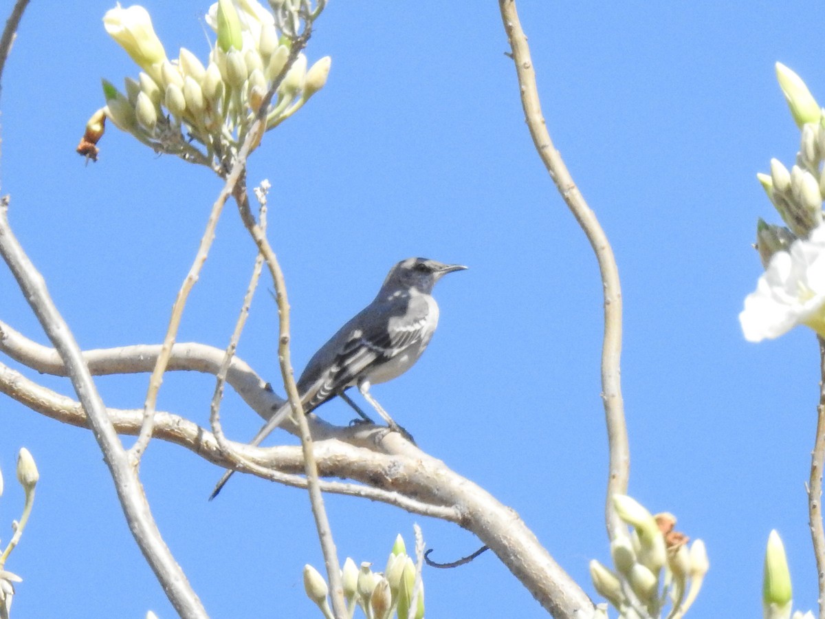 Northern Mockingbird - ML509812611