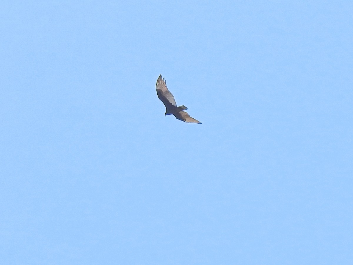 Turkey Vulture - ML509813121