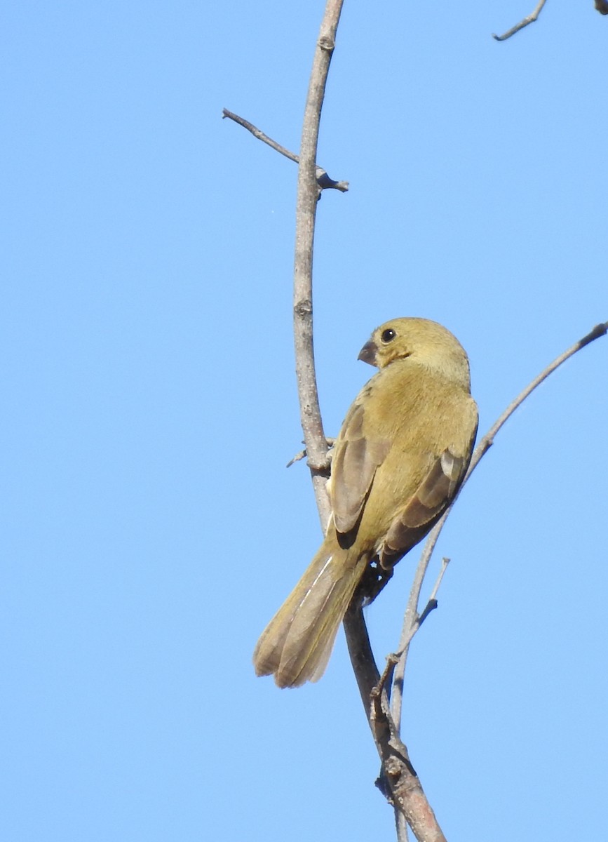 Cinnamon-rumped Seedeater - ML509813221