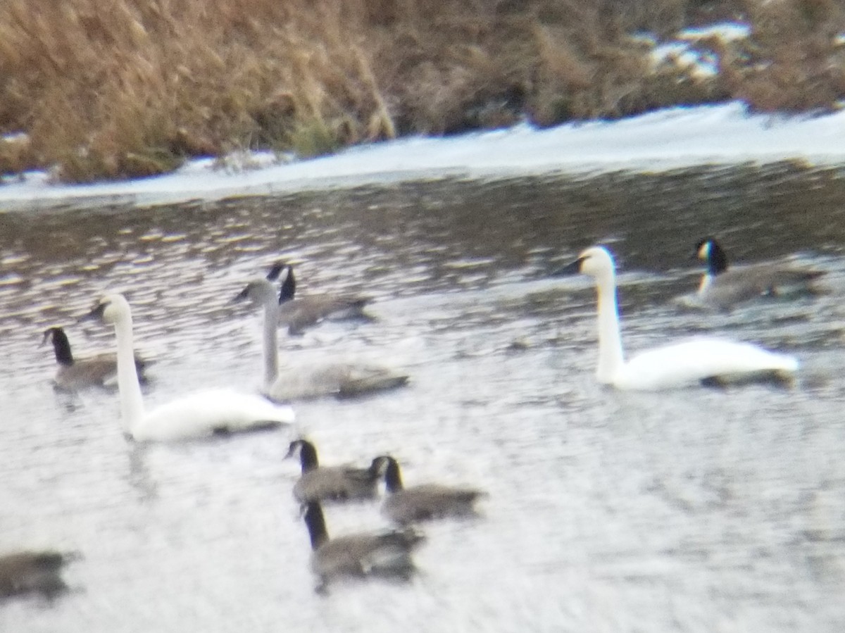 Trumpeter Swan - ML509813711