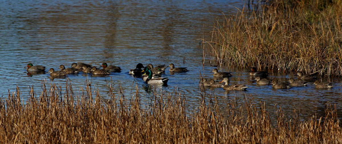 Green-winged Teal - ML509814731