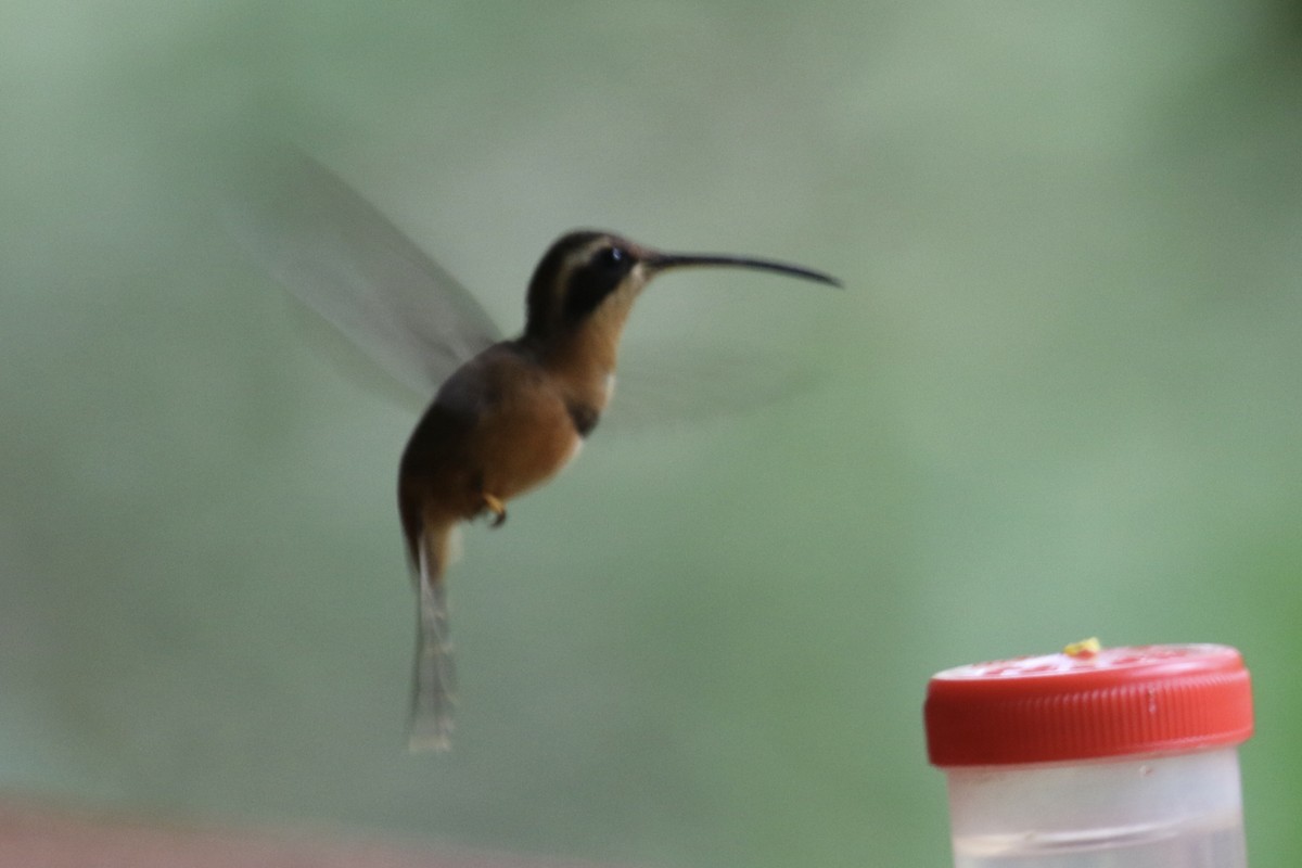 kolibřík Stuartův - ML509814791