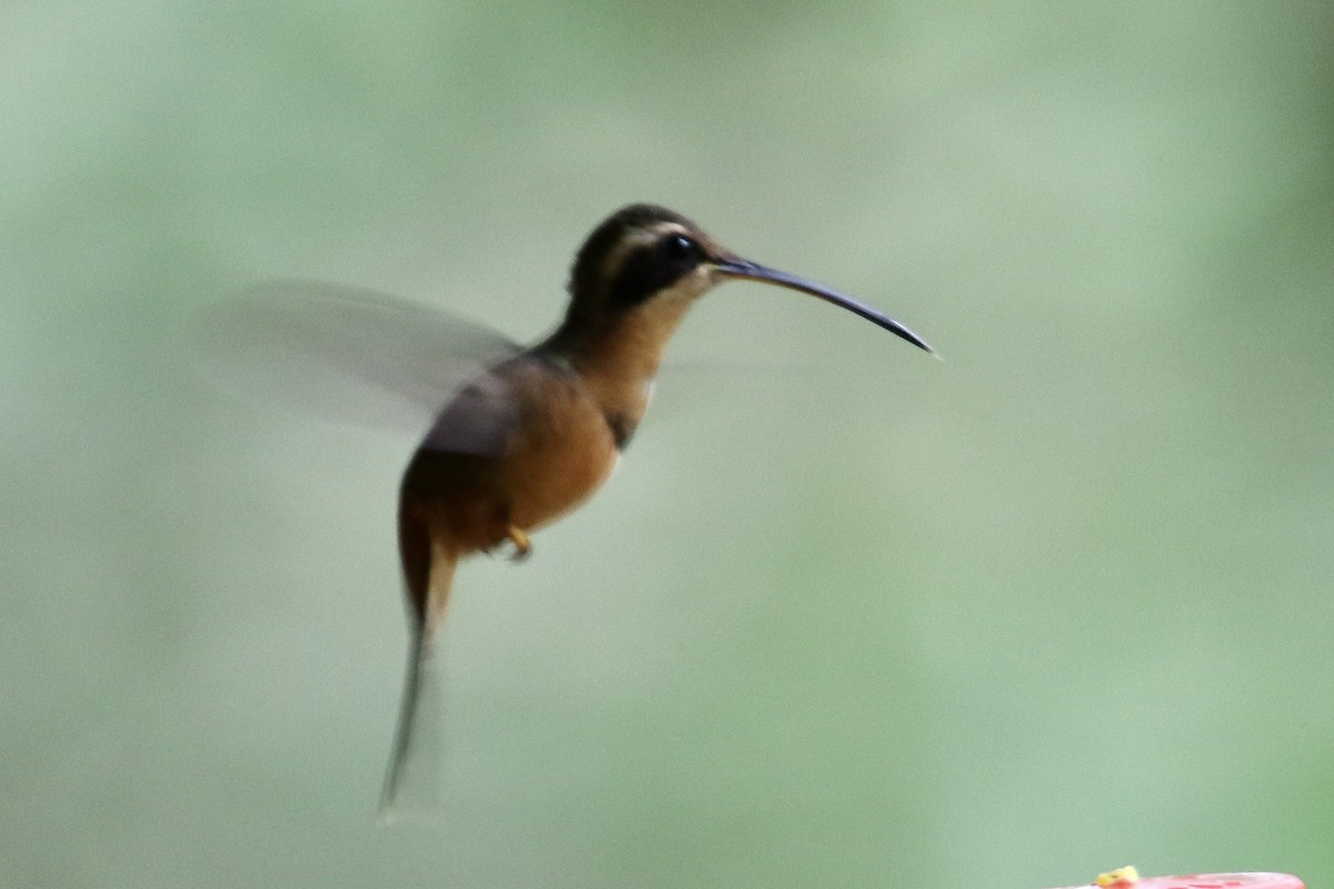 kolibřík Stuartův - ML509814811