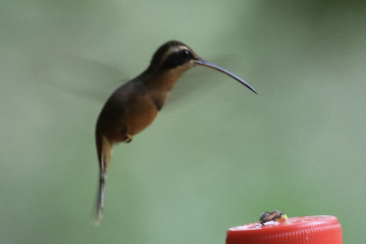 kolibřík Stuartův - ML509814821