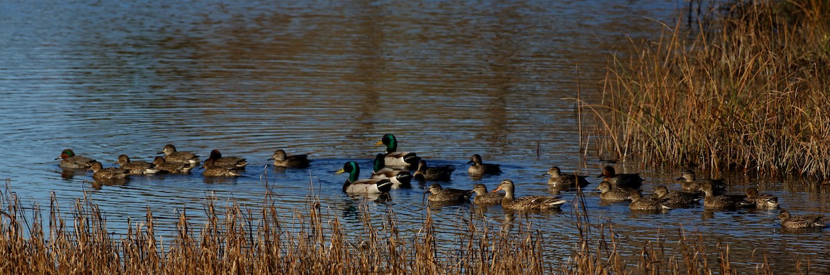 Green-winged Teal - ML509815471