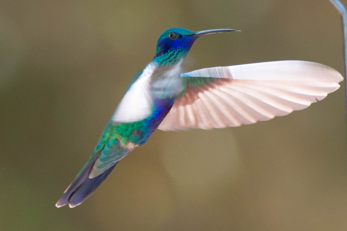 kolibřík modrolící - ML50981611