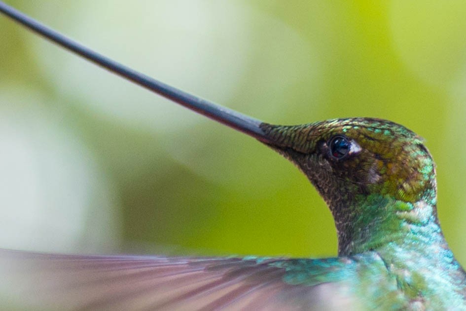 kolibřík mečozobec - ML50981671